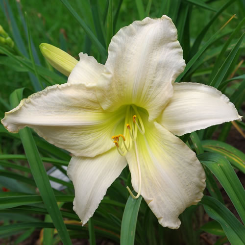 Hemerocallis Indy Seductress